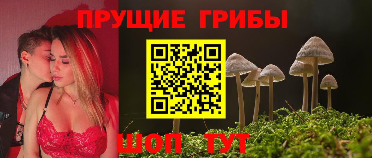 Псилоцибиновые грибы Psilocybe Калининград